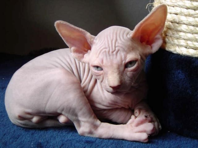 Sphynx Kдtzchen