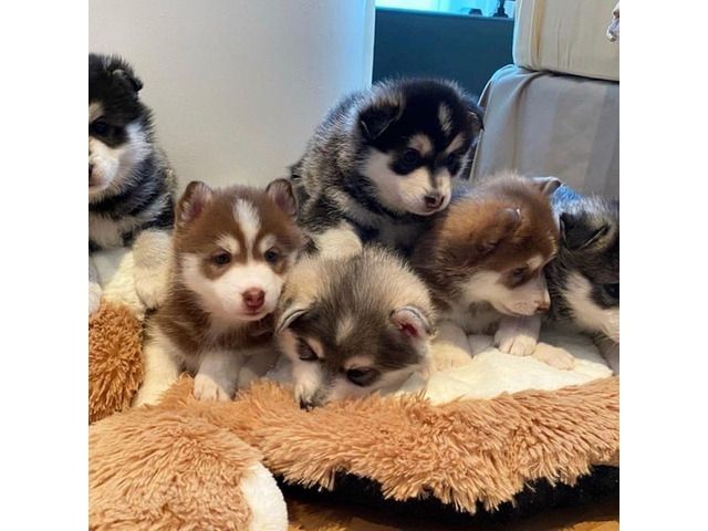 Niedlichster Pomsky-Welpen