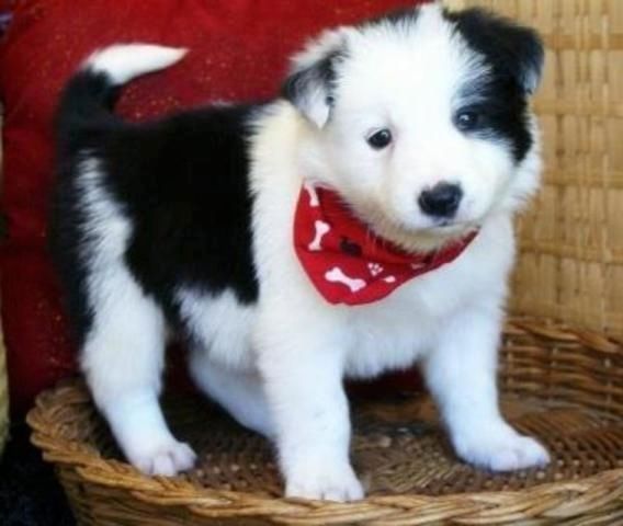 Wunderschöner Border Collie