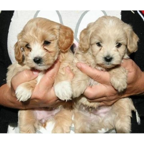 Cocker Spaniel Welpen