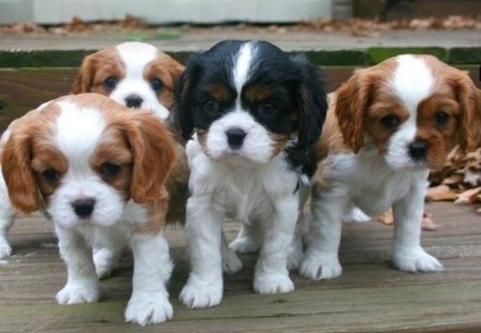Zwei Cavalier King Charles Welpen abzugeben