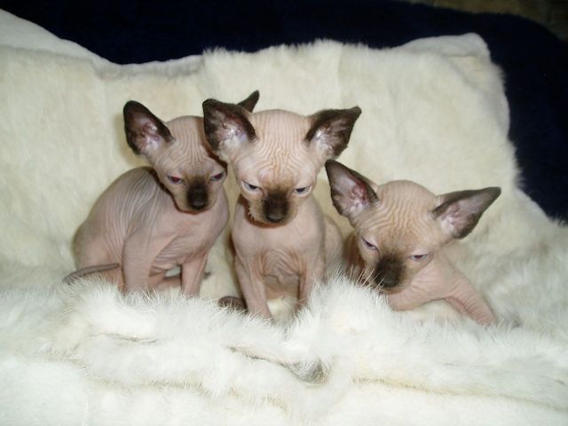 Sphynx Kдtzchen