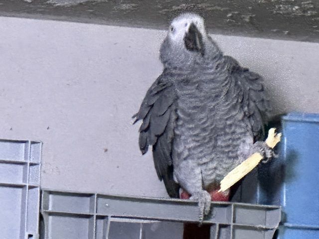 Graupapageipärchen   20/21J J männlich/Weiblich
