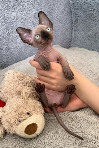Sphynx-Kätzchen sucht neues Zuhause