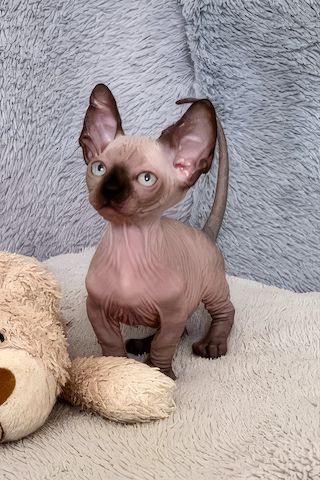 Sphynx-Kätzchen sucht neues Zuhause
