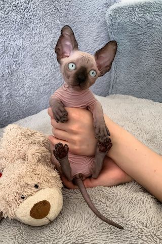 Sphynx-Kätzchen sucht neues Zuhause