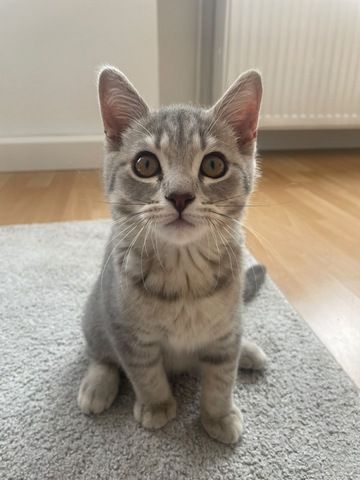 BKH Kitten 14 Wochen