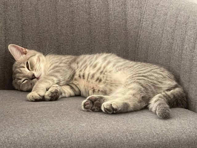 BKH Kitten 14 Wochen