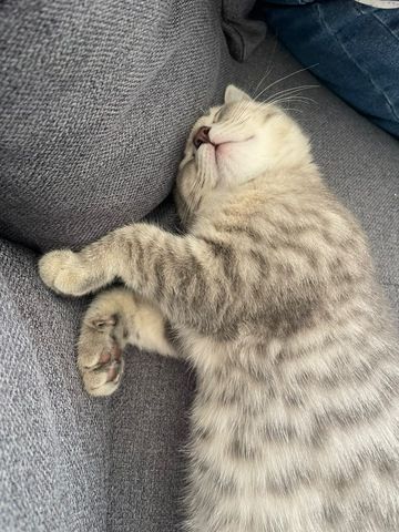BKH Kitten 14 Wochen