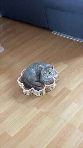 BKH Kitten 14 Wochen