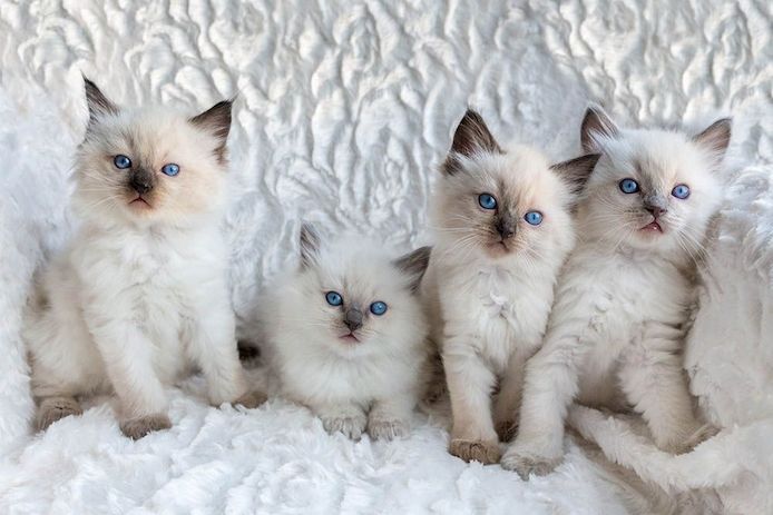 Wunderschöne Ragdoll-Kätzchen.