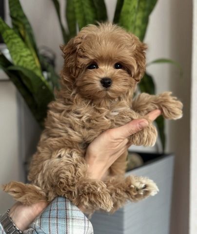 Stubenreine Maltipoo-Welpen suchen ein neues Zuhause.
