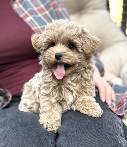 Maltipoo-Welpen (Rüden) abzugeben.