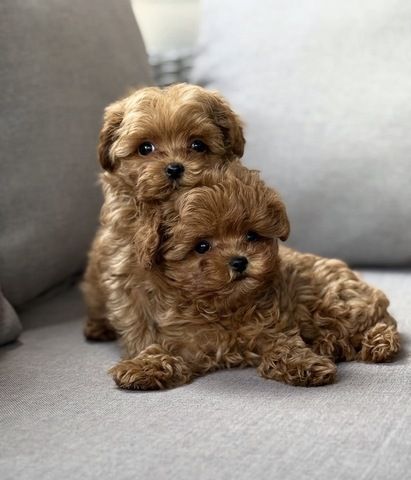 Maltipoo-Welpen (Mädchen) suchen ein neues Zuhause