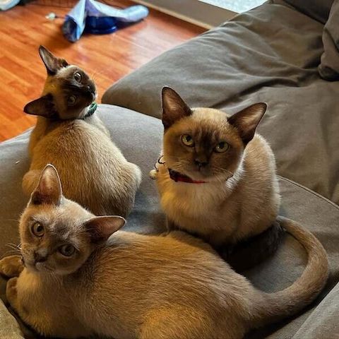 Burma-Kätzchen zur Adoption