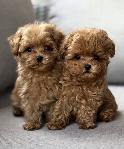 Maltipoo-Welpen zu adoptieren.