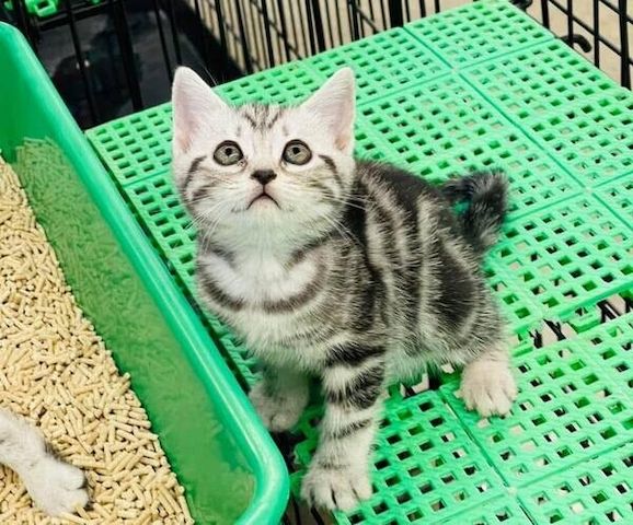 Amerikanische Kurzhaar-Kätzchen zur Adoption