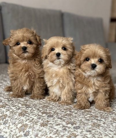 Maltipoo-Welpen suchen ein neues Zuhause.