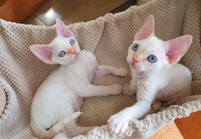 Devon Rex-Kätzchen suchen ein neues Zuhause