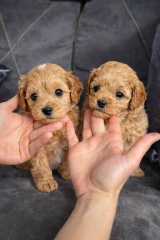 Maltipoo-Welpen zu adoptieren