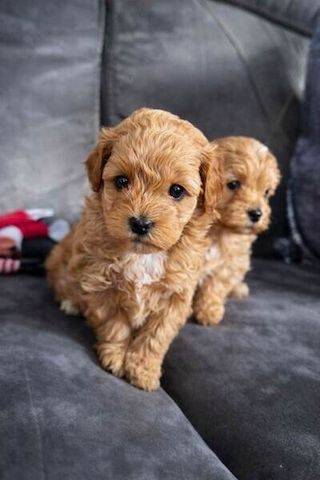 Maltipoo-Welpen zu adoptieren