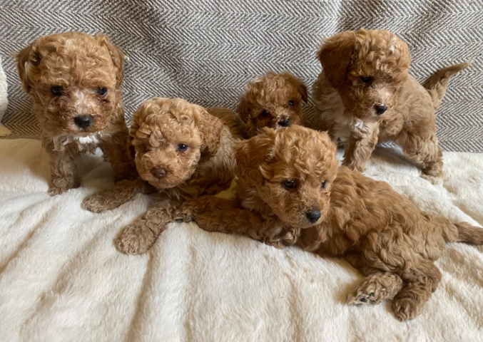 Maltipoo-Welpen zu adoptieren