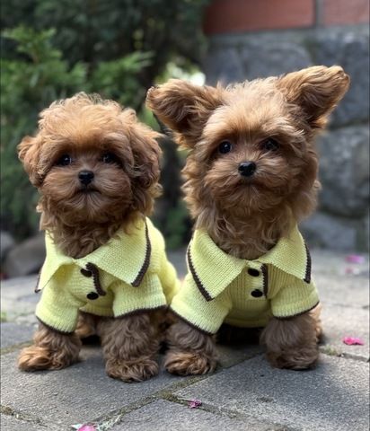 Braune Maltipoo-Welpen suchen ein neues Zuhause.