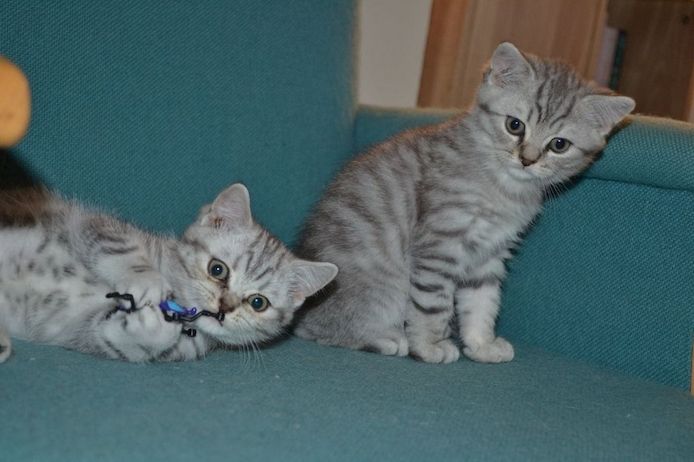 Scottish-Fold-Kätzchen