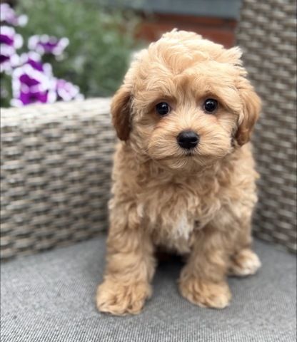 Maltipoo-Welpen von Rosie suchen ein neues Zuhause.