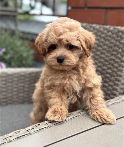 Maltipoo-Welpen suchen ein neues Zuhause.
