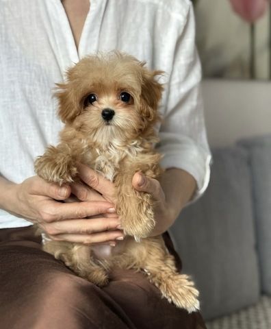Gesunde Maltipoo-Welpen suchen ein neues Zuhause.