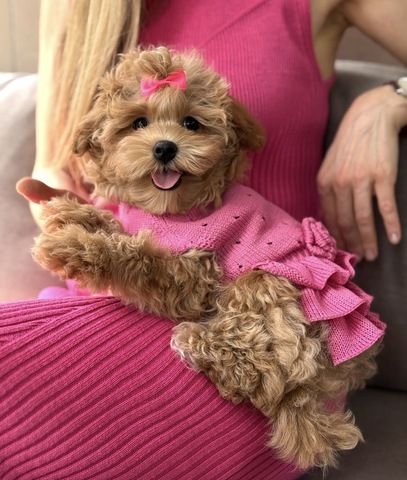 Liebevolle Maltipoo-Welpen suchen ein neues Zuhause