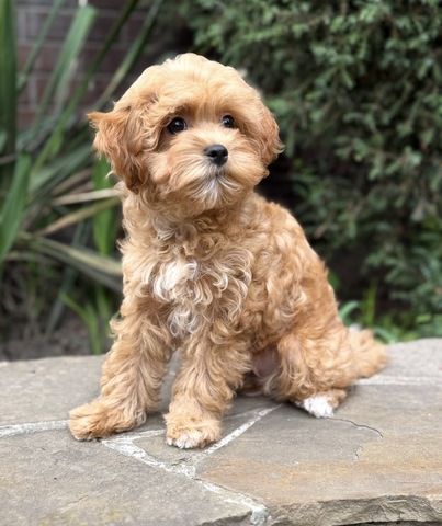 Maltipoo-Welpen zu adoptieren