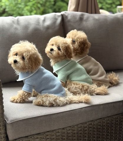 Süße Maltipoo-Welpen suchen ein neues Zuhause.