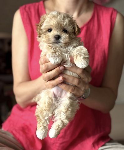Kleine Maltipoo-Welpen suchen ein neues Zuhause