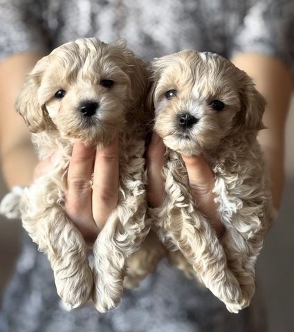 Winzige Maltipoo-Welpen suchen ein neues Zuhause.