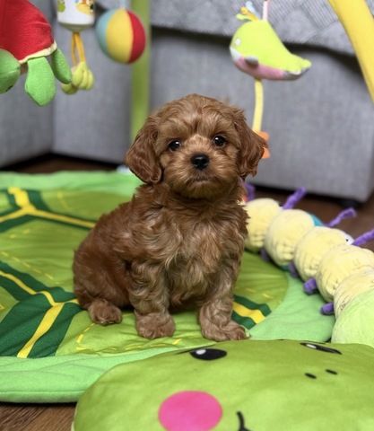 Maltipoo-Welpen suchen ein neues Zuhause.