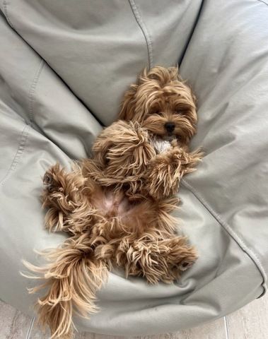Maltipoo-Welpen abzugeben
