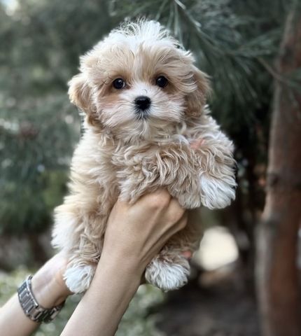 Zwei männliche Maltipoo-Welpen abzugeben