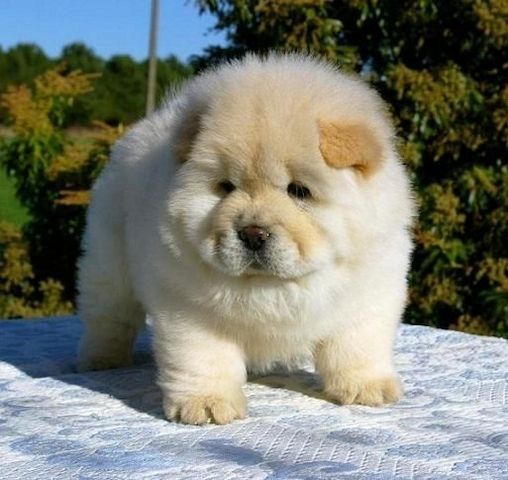 Chow-Chow-Welpen