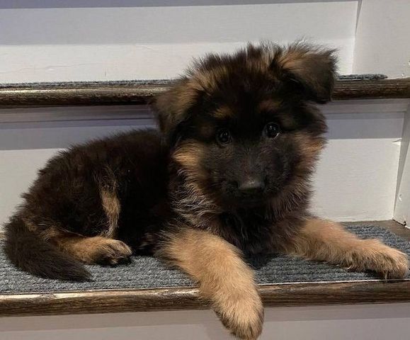 Deutsche Schäferhundwelpen