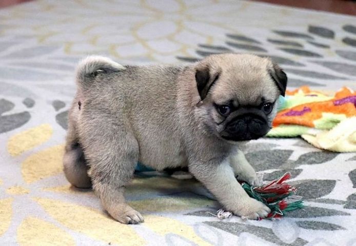 Hübsche 12 Wochen alte Mops-Welpen
