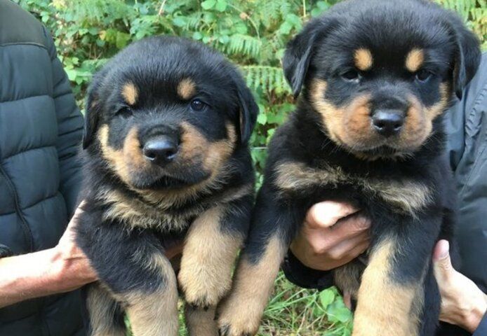 Rottweilerwelpen mit Stammbaum