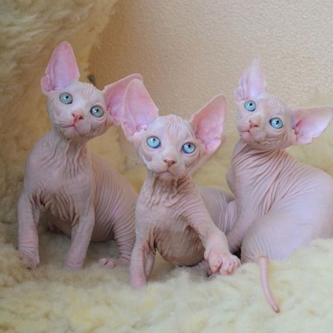 Schöne Sphynx-Kätzchen