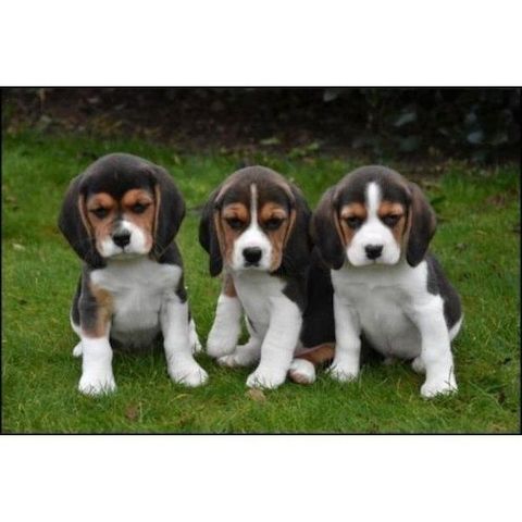 Beagle Welpen, sozialisiert