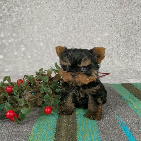 Entzückende Yorkshire-Terrier-Welpen suchen ein liebevolles Zuhause!