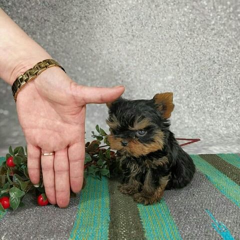 Entzückende Yorkshire-Terrier-Welpen suchen ein liebevolles Zuhause!
