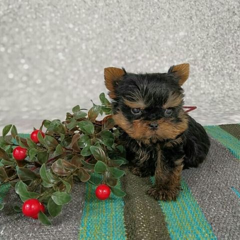 Entzückende Yorkshire-Terrier-Welpen suchen ein liebevolles Zuhause!
