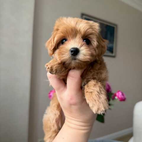 Entzückende Maltipoo-Welpen suchen ein liebevolles Zuhause!