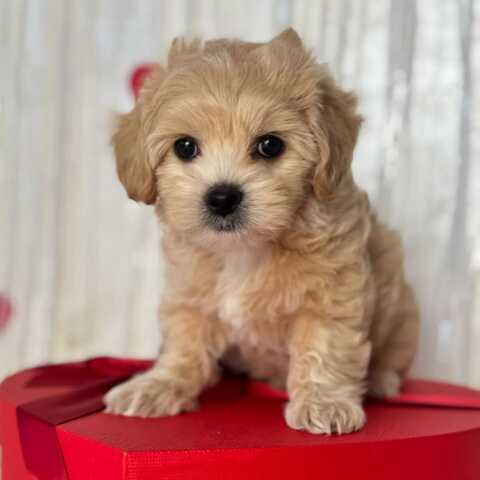 Entzückende Maltipoo-Welpen suchen ein liebevolles Zuhause!